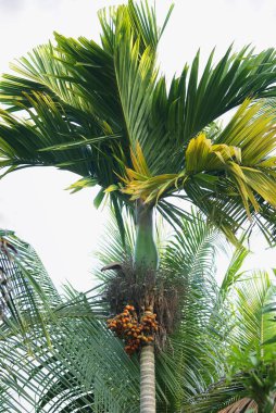 Betel Palm 'da betel nut areca catechu, Idukki' de Thekkady, Kerala, Hindistan