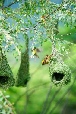 Çok dokumacı kuş yuvası Hindistan 'da vahşi yaşam