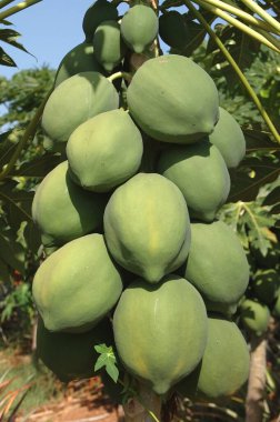 Bir ağaçta bir sürü papaya