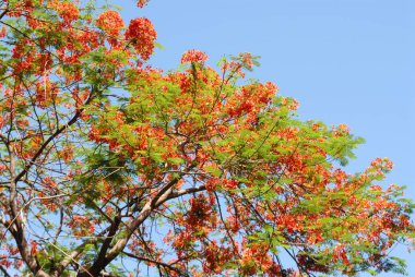 Gulmarg ya da Gul Mohur Delonix arkaplanda mavi gökyüzü olan ağaç  