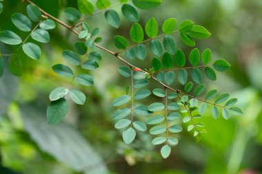 İlaç fabrikası Indigo bitkisi Botanik adı Indigofero Tinctgoria Linn