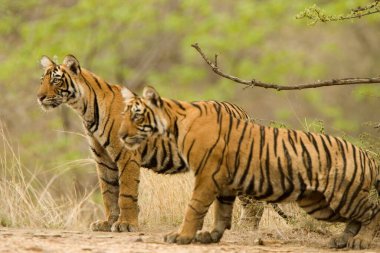 Kaplan Panthera Bengal Kaplanı Ranthambore Kaplan Koruma Ulusal Parkı, Rajasthan, Hindistan