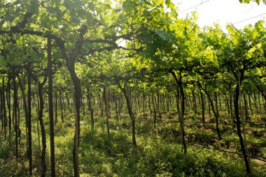 Üzüm çiftlikleri, Nasik, Maharashtra, Hindistan 