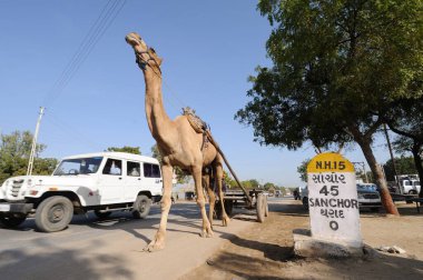 Camel cart on village road at Gujarat India  clipart