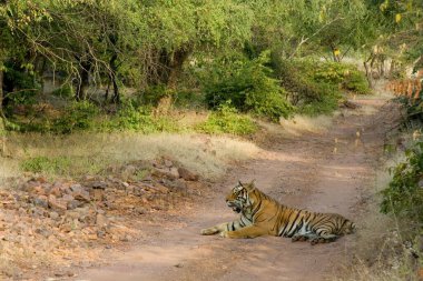 Tiger Panthera Tigris dinleniyor, Ranthambore kaplan rezervi, Rajasthan, Hindistan
