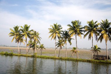 Backwaters, Alleppey, Kerala, Hindistan yakınlarındaki hindistan cevizi ağaçları