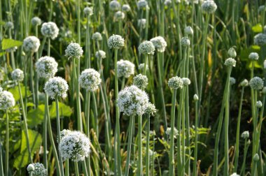 Hindistan, Gujarat 'taki kreşte soğan tohumu çiçekleri.  
