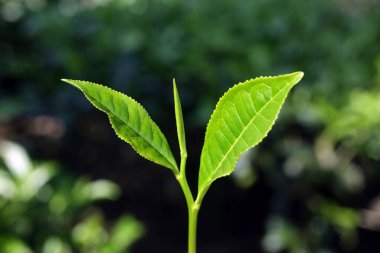 Çay yaprakları kamelya sinensis, Thekkady in Idukki, Kerala, Hindistan