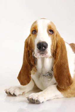 Köpek Basset av köpeği kadın beyaz arka planda poz veriyor