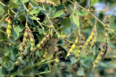 Kırmızı gram güvercin, bezelye, bezelye, cajanus cajan cajanus indicus, bezelye kabukları bitkilerin üzerinde asılı.