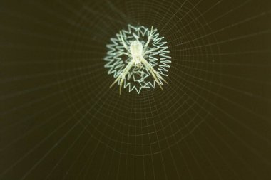 Spider in orb web , Dudhwa National Park , Uttar Pradesh , India clipart