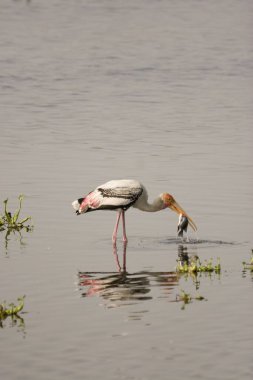 Kuş, Boyalı Leylek Mycteria lökocephala, Okhla Barrage, Yeni Delhi, Hindistan 'da balık tutuyor.