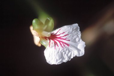 Cardaniom Yemek Baharatı, Kerala, Hindistan