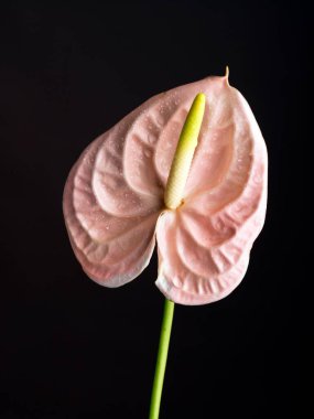 Siyah arkaplanlı açık pembe anthurium çiçekleri 