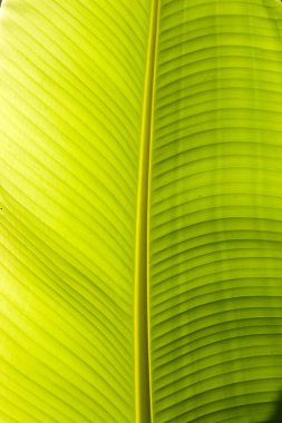 Yeşil muz yaprağı, Hindistan