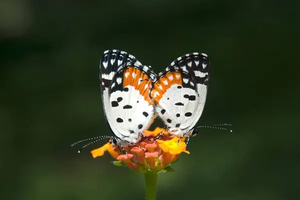 stock image Red Pierrot mating Butterflies park Bannerghatta in Bangalore at Karnataka India 