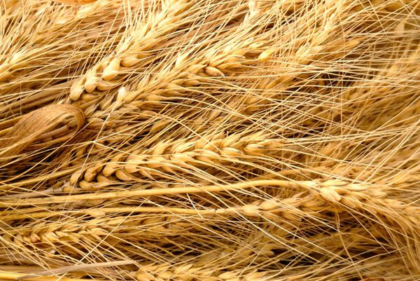 крупы желтой пшеницы, растущие в сельской местности