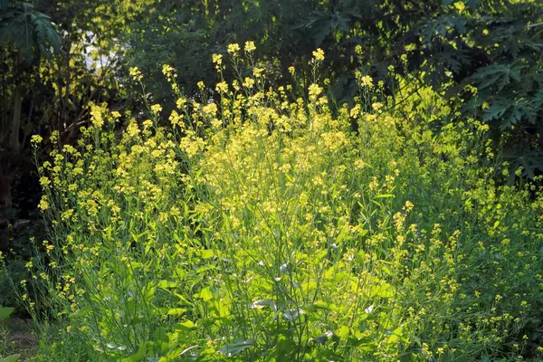 Nemawar Madhya Pradesh Hindistan 'da Kara Hardal' da organik tarım 
