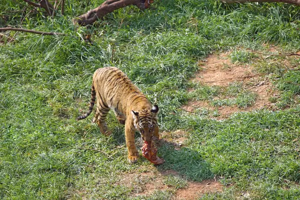 Bengal Tiger Panthera Tigris Kill His Mouth Guwahati Zoo Assam — Stock Photo, Image