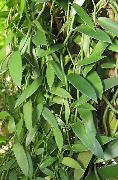 stock image Vanilla plant carphephorus odoralissimus , Thekkady in Idukki , Kerala , India