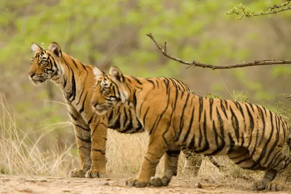 stock image Tigers Panthera Tigris Bengal tiger in Ranthambore Tiger reserve national park , Rajasthan , India