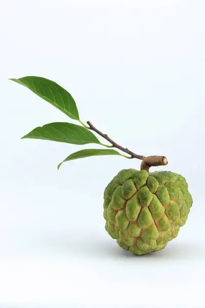 stock image Fruits , custard apple or sitaphal annona squamosa sugar apple on white background