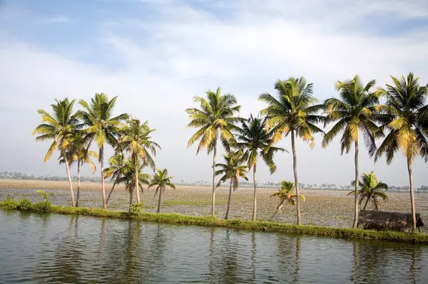 stock image Coconut trees near at Backwaters , Alleppey , Kerala , India