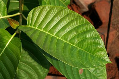 Ayurvedic medikal bitki, Bilimsel adı anthocephalus cadamba miq, Botanik adı: rubiaceae, İngilizce adı anthocephalus chinensis