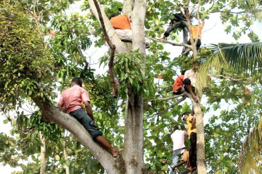 İnsanlar Punnamada Gölü, Alleppey, Alappuzha, Kerala, Hindistan 'daki ağaç tepelerinden tekne yarışı izliyorlar.