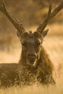 Barasingha or Swamp deer Cervus duvauceli , Ranthambore National Park , Rajasthan , India clipart