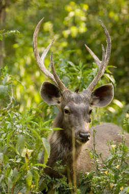Sambar Cervus unicolor Ranthambore Ulusal Parkı, Rajasthan, Hindistan
