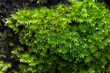 Yeşil yosun musonu ıslak duvarı kapatın.