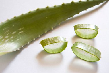 Harika tıbbi özellikleri olan yabani bitki aloe Vera, Hindistan 