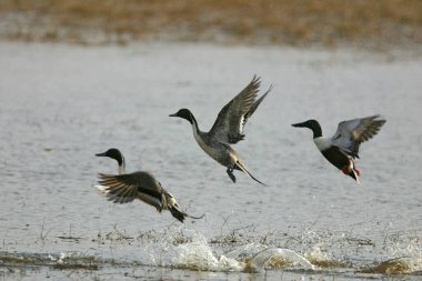 Birds, Northern Shoveller Anas clypeata ve Pintail ördekleri Anas acuta su üzerinde kalkıyor, Ranthambore Tiger Reserve Ulusal Parkı, Rajasthan, Hindistan 