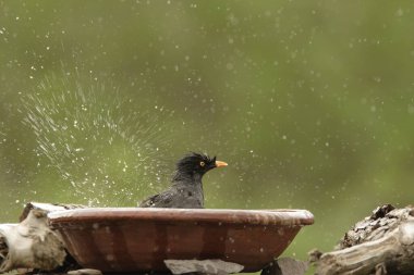 Bird, Jungle Myna Acridotheres fuscus banyo yapıyor, su sıçratıyor, Corbett Tiger Reserve, Uttaranchal, Hindistan