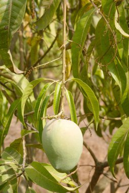 Batli aam nakit mahsulü, Jambhulwadi Köyü, Pen Köyü, Raigad Bölgesi, Maharashtra, Hindistan 