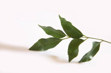 Hint baharatı, taze köri yaprakları Kadhi Patta Murraya koenigii beyaz arka planda 