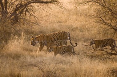 Ranthambore Tiger Reserve Ulusal Parkı, Rajasthan, Hindistan 'daki kuru otlaklarda Panthera Dicle Kaplanı ile kaplan.