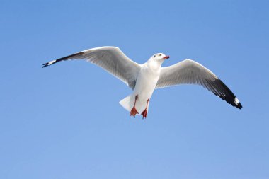 Mavi gökyüzünde martı Larus Argentatus.