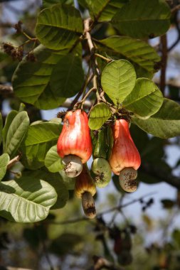 Red Cashew fruits with cashew seeds on the plant , Konkan region , Maharashtra , India clipart