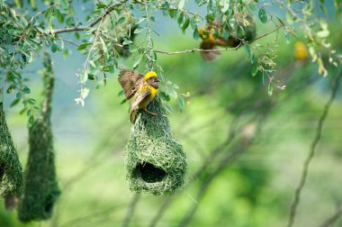 Çok dokumacı kuş yuvası Hindistan 'da vahşi yaşam