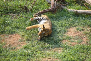 Bengal Tigress Panthera tigris in playful mood in Guwahati zoo , Assam , India  clipart