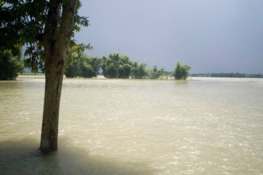 Bihar 2008 yılında Hindistan 'ın Bihar ilçesinde Kosi Nehri' nin sularındaki ağaçlar