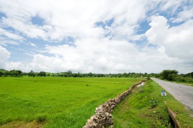 Gündüz manzaralı yeşil alan Hindistan