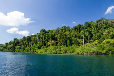 Tropikal yağmur ormanı Mangrove Wandoor Andaman adaları Hindistan Asya