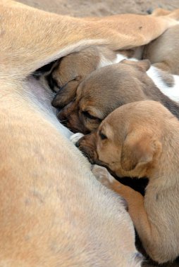 Anne sütüyle beslenen yavrular, Kutch, Gujarat, Hindistan