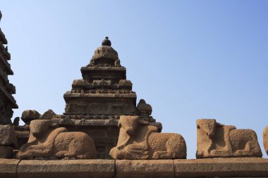Shore Tapınağı kompleksindeki Nandi heykelleri, Mahabalipuram, District Chengalpattu, Tamil Nadu, Hindistan UNESCO Dünya Mirası Bölgesi