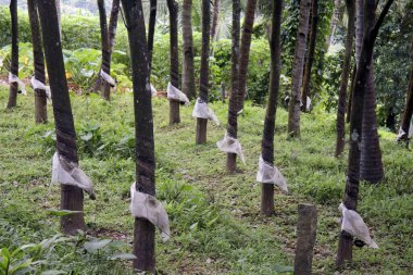 Rubber plantation, Kottayam, Kerala, India  clipart