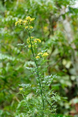 Şifalı bitki ve çiçekler Arutha Botanik adı Ruta Graveolens