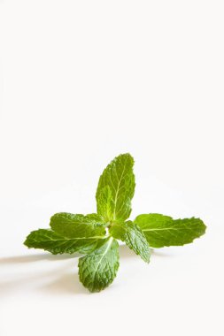 Hint baharatı, taze nane beyaz arka planda Pudina Mentha 'dan çıkar. 